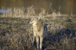 Mr Coyote - Lee Moore Photo