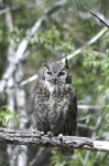 Great Horned Owl - Fields Station, OR
