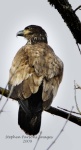 Juvenile Eagle