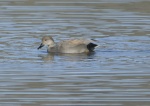 Gadwall