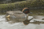 GreenWingTeal