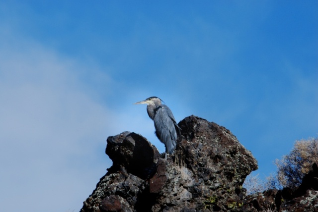 Heron at Page Springs