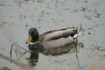 Mallard