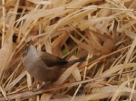 Marsh Wren DSC 2152