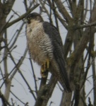 Peregrine