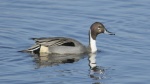 Pintail