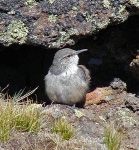 Elvis the Rock Wren