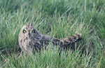 Short Earred Owl
