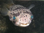 A porky puffer