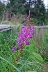 Fireweed, late September on Growler Island.