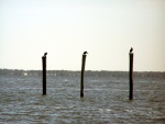 Cormorants awaiting the ferry