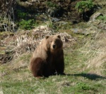Kodiak bears