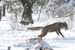 Unknown photographer.   Received from OBOL (Oregon Birders On Line) in email