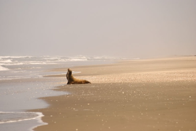 He had this beach -- 20 miles or so of Pacific Ocean beachfront  -- to himself until we showed up.