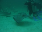 Tom 's under water photos....Sting rays