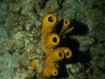 soft tube coral