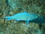 parot fish