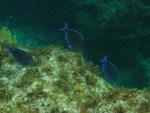 blue tangs