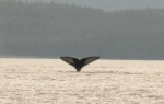 Humpback whale in Frederick Sound - 01