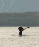 Humpback whale in Frederick Sound - 02