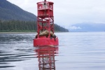 Inside Passage 2011 188 - Sea Lions at North end of Wrangel Narrows