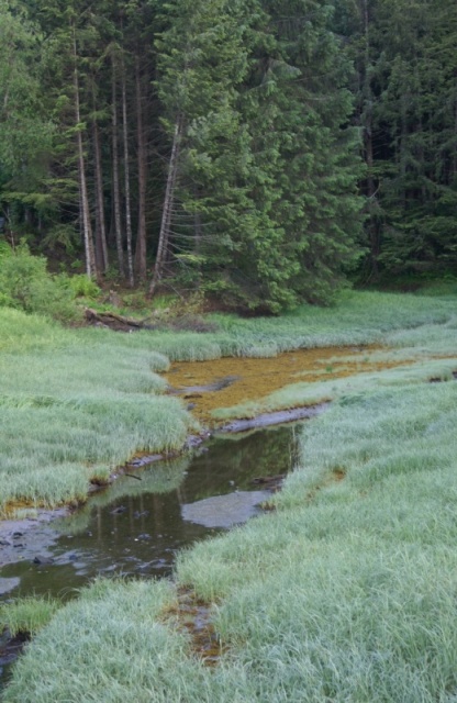 Inside Passage 2011 225 - Creek on Mitkof Island