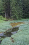 Inside Passage 2011 225 - Creek on Mitkof Island