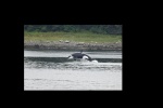 Orca in Wrangell Narrows 1A - - Photo taken from the deck of my sister's house.