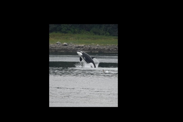 Orca in Wrangell Narrows 2A - - Photo taken from the deck of my sister's house.