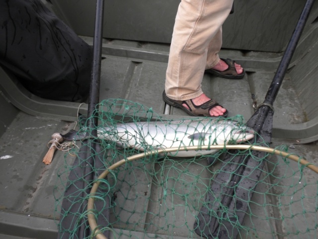 Petersburg Creek 2010 214 - Nice Coho in the boat