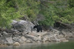 Black Bear on shore in Simoom Sound