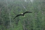 One of a mating pair of Bald Eagles in Waddington Bay.