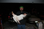 snow goose