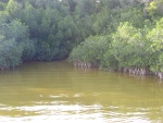 Mangroves at Flamingo