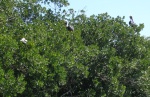 FD pelicans roosting in the trees at Sugarloaf Key