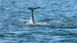 Highlight for Album: Dolphin Watching January 2009