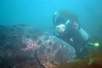 Giant Sea Bass at Catalina