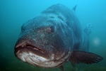 Giant Sea Bass Smiling at the Meet and Greet