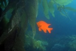 Garibaldi -- California's State Fish