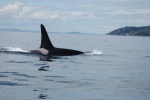 Highlight for Album: San Juan Island -- Summer 2008