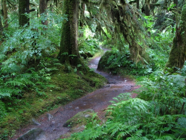 Old growth forest trail at Princess Louisa Chatterbox Falls.  Spent 3 days there and didn't see any wildlife.  Just lots of rain.