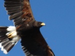 Desert Harris  Hawk at museum   4 of these guys fly at once in the show, right over your head