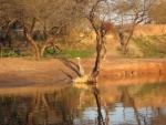 hunting heron at first light