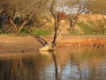 blue heron, ducks and coots