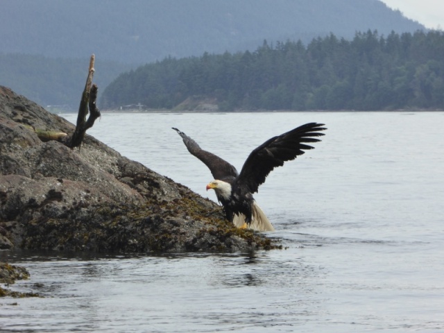 Eagle having a feast (notice the bloody beak). I'll spare the details and other photos of what it was eating, will just say this, it was NOT a salmon!