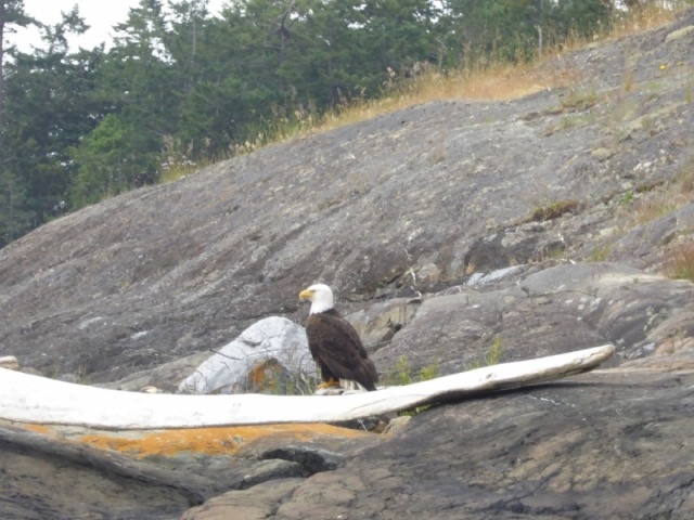 Another eagle watching on patiently