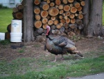 turkey in la conner