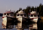 Daydream, Traveler and Anna Leigh at Chuckanut Bay 5-24-09