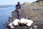 Whale Skull on the Bering sea shore