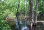 Highlight for Album: Bald Cypress Trail, Sea Shore State Park